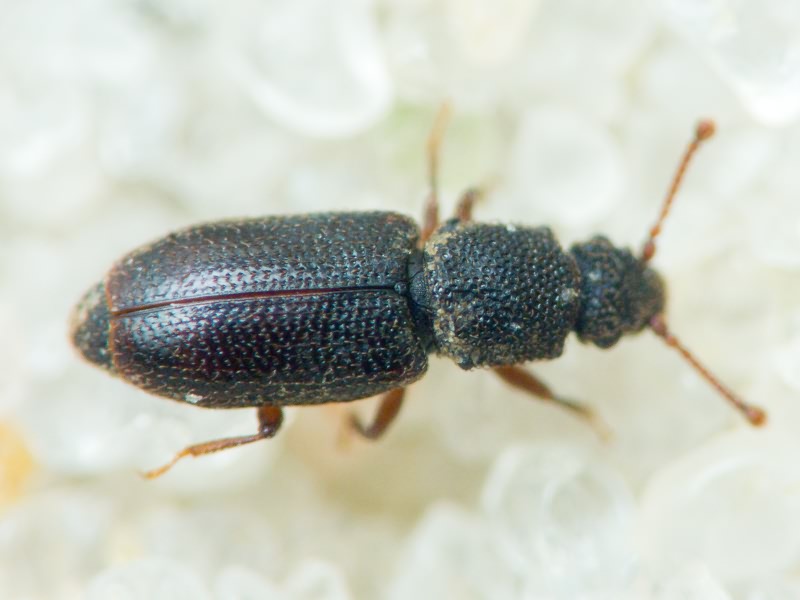 Monotoma brevicollis Aubé, 1837